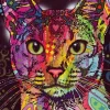 Abyssinian
