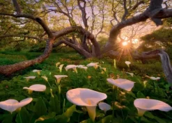 Adamus Marc - Marc Adamus - Calla Clearing
