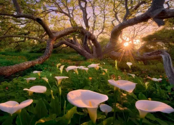 Adamus Marc - Marc Adamus - Calla Clearing