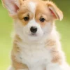 Adorable Corgi