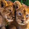 Adorable Lion Babies