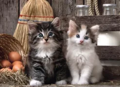 Adorables Chatons