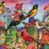 Aimee Stewart - Birds and Blooms Garden