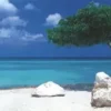 Alexander Von Humboldt - Alexander von Humboldt : Arbre de Divi Divi