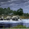 Alex Bernasconi : Troupeau d'éléphants