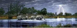 Alex Bernasconi : Troupeau d'éléphants