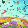Amazing Birds