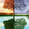Arbre des 4 Saisons