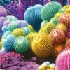 Arc-en-Ciel de Cactus