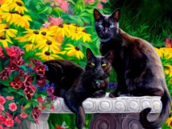 Beautés Noires