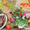 Bicycle with Flowers