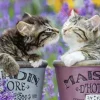 Bisous de Chatons
