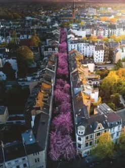 Bonn en Fleurs