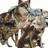 Bonnie, Rebecca and Karen Latham - Wolf Pack