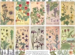 Botanicals by Verneuil