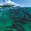 Bottlenose Dolphins
