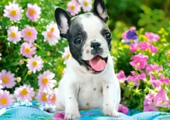 Bouledogue Français