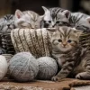 Boules de Poils et Pelotes de Laine