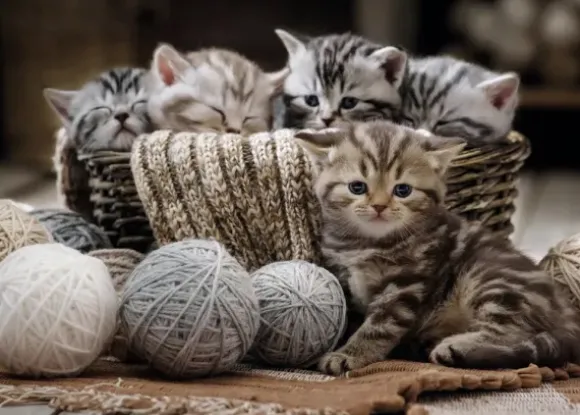 Boules de Poils et Pelotes de Laine