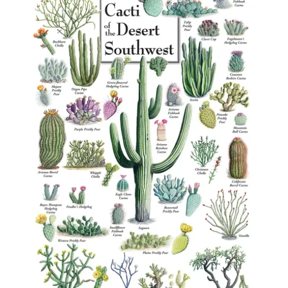 Cacti of the Desert Southwest