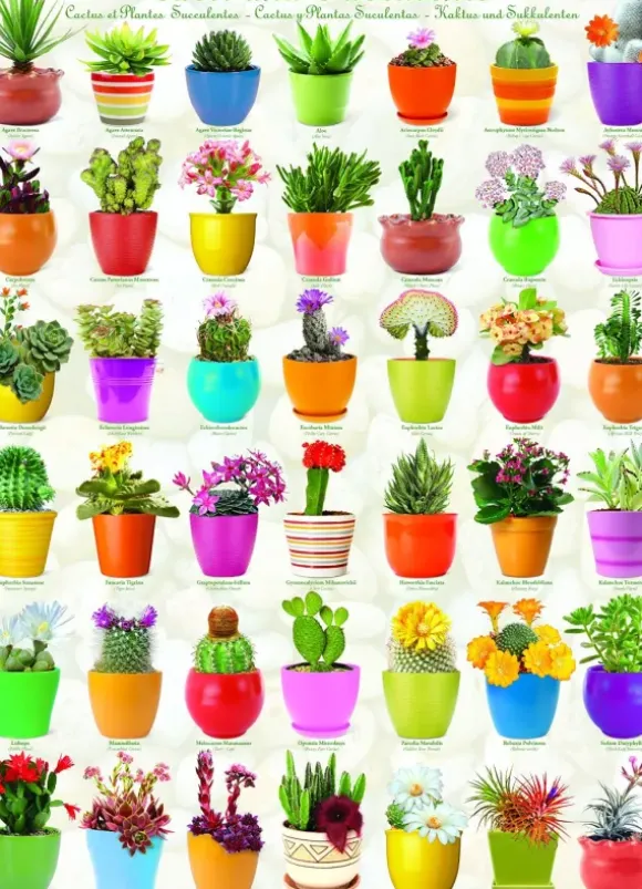 Cactus et Plantes Succulentes