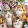 Cats' Selfy