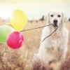 Celebration Day