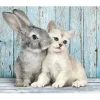 Chat et Lapin