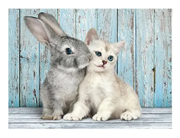 Chat et Lapin