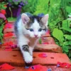 Chaton