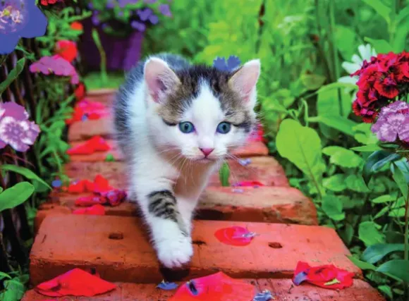 Chaton