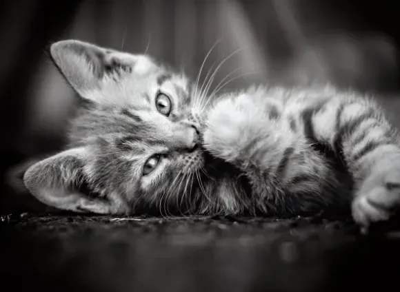 Chaton