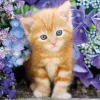 Chaton dans les Fleurs