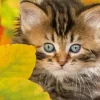 Chaton en automne