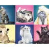 Chatons