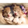 Chatons