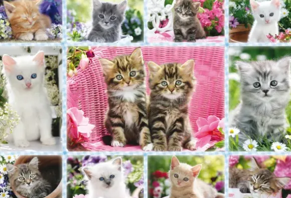 Chatons
