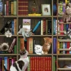 Chatons de Bibliothèque
