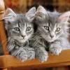 Chatons Gris sur la Chaise