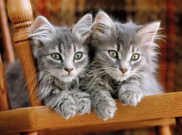 Chatons Gris sur la Chaise