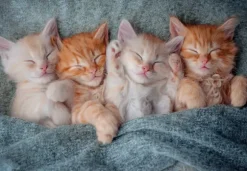 Chatons Mignons