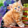 Chat Roux
