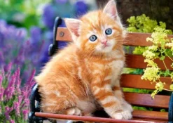 Chat Roux