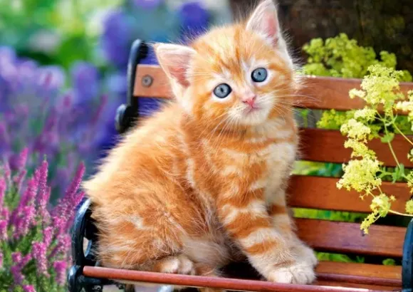 Chat Roux