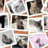 Chats