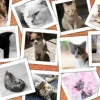 Chats