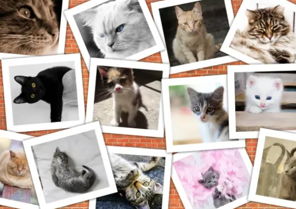 Chats