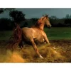 Cheval Chestnut