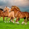 Chevaux en Ruée Vers le Printemps