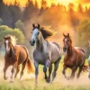 Chevaux Sauvages